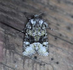 Lacinipolia olivacea