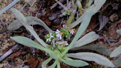 Scaevola canescens