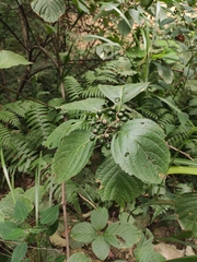 Mussaenda shikokiana
