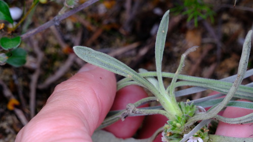 Image of Scaevola canescens by (c) Peter Crowcroft, some rights reserved (CC BY)