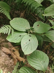Mussaenda shikokiana