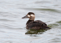 Surf Scoter photo 4