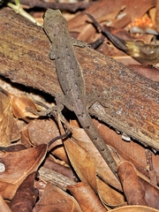 Hemidactylus bowringii