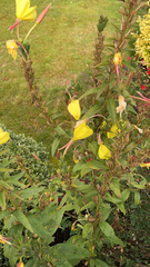 Oenothera glazioviana