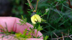 Gompholobium aristatum