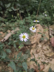 Aster indicus