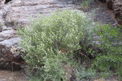 Coleonema calycinum