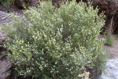 Coleonema calycinum