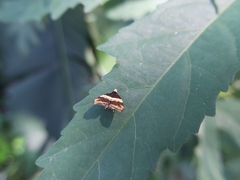 Choreutis basalis