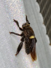 Mallophora leschenaulti