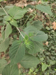 Perilla frutescens
