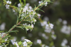 Coleonema calycinum