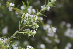 Coleonema calycinum