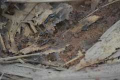 Macrotermes carbonarius