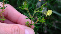 Gompholobium aristatum