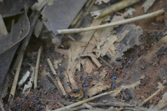 Macrotermes carbonarius