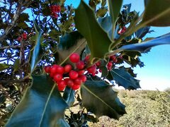 Ilex aquifolium