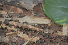 Macrotermes carbonarius