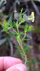 Gompholobium aristatum