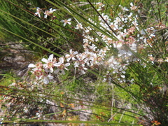 Leptospermum semibaccatum