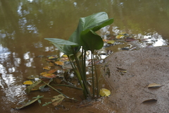 Echinodorus
