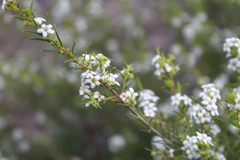 Coleonema calycinum