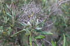 Buddleja saligna
