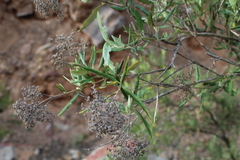 Buddleja saligna