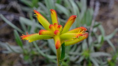 Anigozanthos humilis