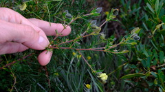 Gompholobium aristatum