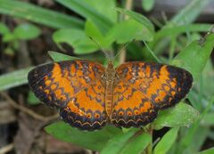 Mazia amazonica