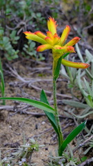 Anigozanthos humilis