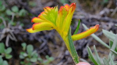 Anigozanthos humilis