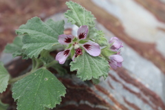 Anisodontea scabrosa