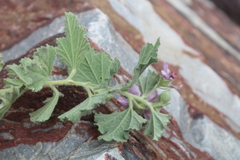 Anisodontea scabrosa