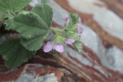 Anisodontea scabrosa