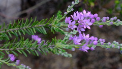 Philotheca spicata
