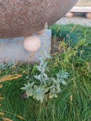 Artemisia integrifolia