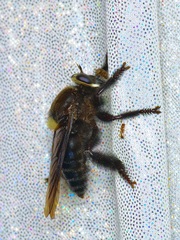 Mallophora leschenaulti