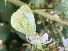Pieris napi