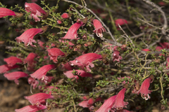 Prostanthera