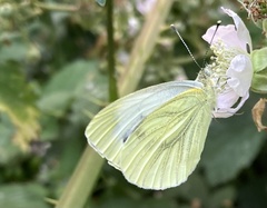 Pieris napi