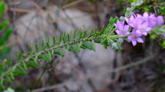 Philotheca spicata