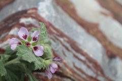 Anisodontea scabrosa