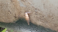 Papillifera papillaris