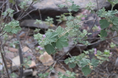 Anisodontea scabrosa