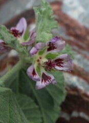 Anisodontea scabrosa