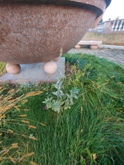 Artemisia integrifolia