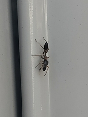 Myrmarachne elongata