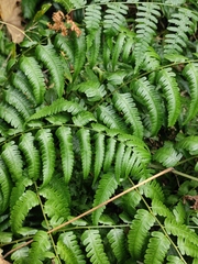 Diplazium esculentum